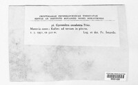 Gyromitra esculenta image